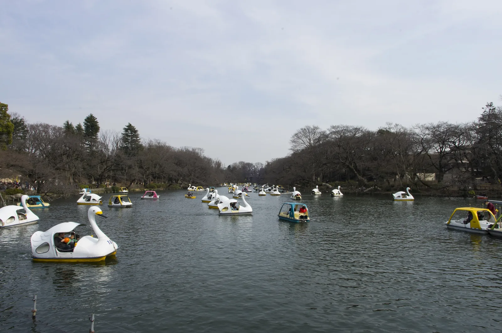 三鷹・吉祥寺の井の頭公園、スワンボートの浮かぶ井の頭池の風景